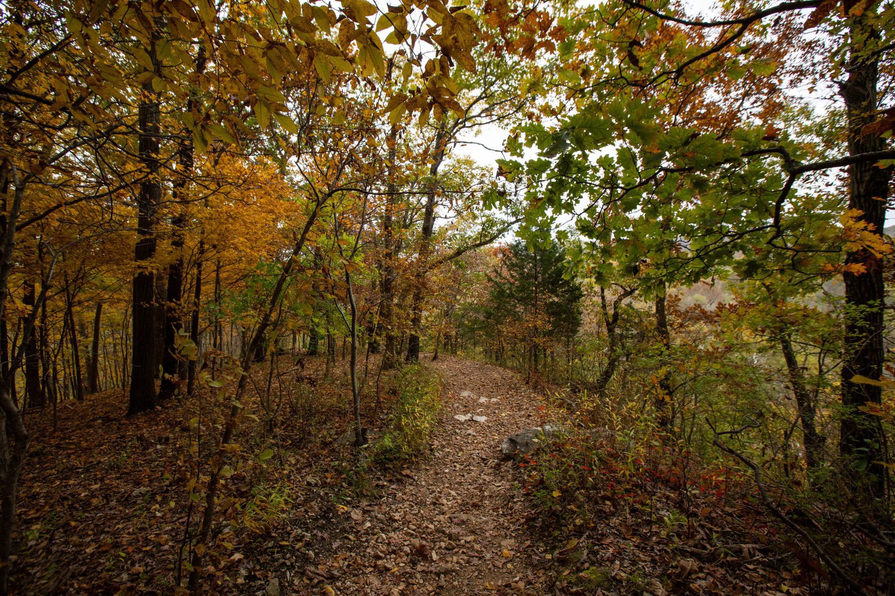 Fall Colors